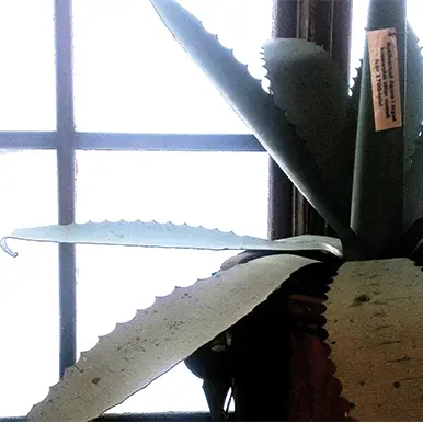 Agave i kopparplåt 15 blad - Bild 2