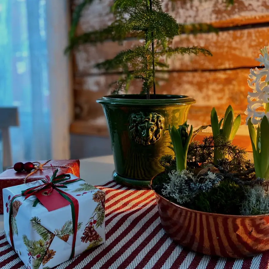 Lejonkruka stor - Bild 4