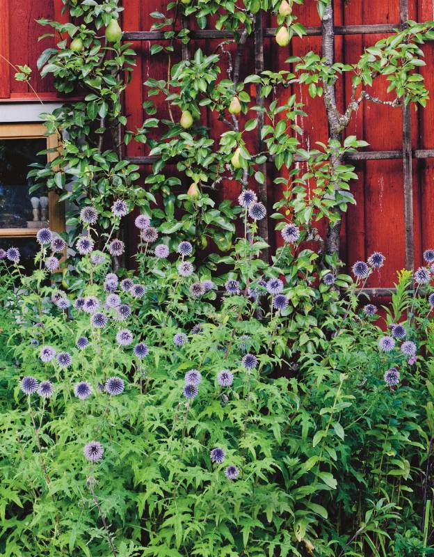 Handbok för en gammal trädgård - Bild 5